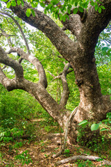 Fototapeta premium Ancient, huge cashew tree, focus on trunk and lower branches in Oeiras, Piaui (Northeast Brazil)
