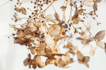 Dry hydrangea flowers on a bush, beautiful natural background
