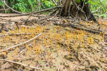 Orange lichenized fungus (Sulzbacheromyces caatingae) in Oeiras, Piaui - Brazil