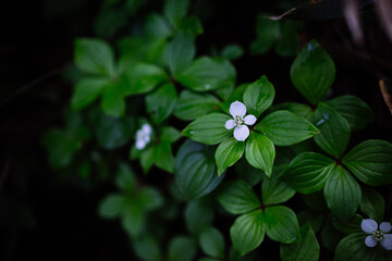 ゴゼンタチバナ