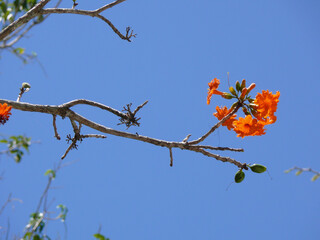 Différentes fleurs et plantes mexicaine