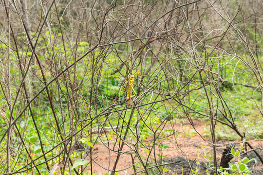 Violet-winged grasshopper (Tropidacris collaris) on dry branches - Oeiras, Piaui (Northeast Brazil)