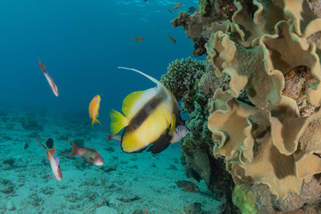 Coral reef and water plants in the Red Sea, Eilat Israel
