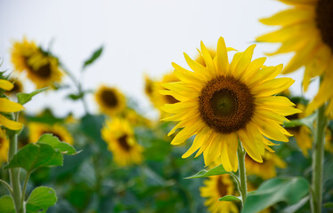 sunflower field in the summer sky