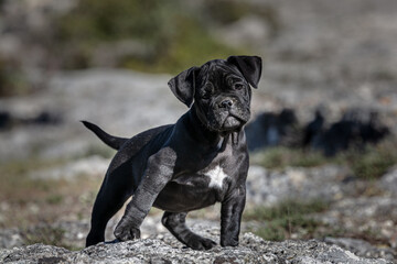 Black american bully puppy with a white spot
