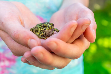 Girl holding a small Western Toad frog - threatened species - gently in her hands — Vancouver Island, Canada