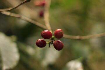 Red coffee beans
