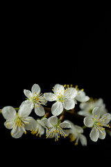 Fototapeta na wymiar spring cherry blossom close-up (shallow depth of field)