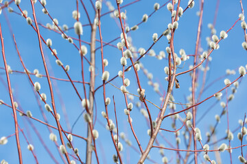Fluffy branches of pussy willow blossomed in spring by Easter