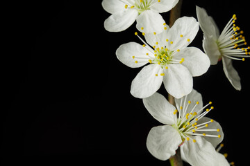 Fototapeta na wymiar spring cherry blossom close-up (shallow depth of field)
