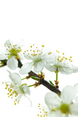 Naklejka na ściany i meble spring cherry blossom close-up (shallow depth of field)