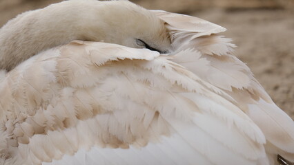 Obraz premium young swan sleeps on the sandy seashore