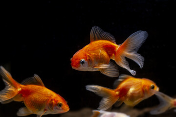 juvenile oranda goldfish in pet shop, bright yellow and orange Eastern ornamental breed of wild...