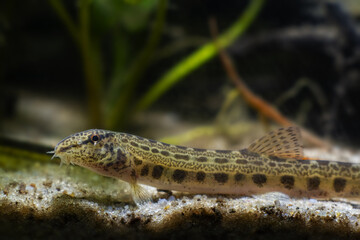 curious, funny and weird spined loach, dwarf coldwater fish in European wild biotope aquarium, close-up portrait on river sand bottom, green vegetation in blurred background