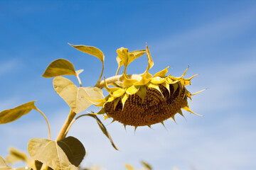 ripe sunflower disk head heavy bend under hot summer sun in clear blue sky, peaceful midday in agricultural farm field, rich harvest concept