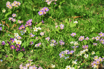 Small colourful flowers grow in the grass in a spring meadow or field