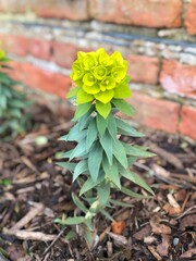 Euphorbia Plant