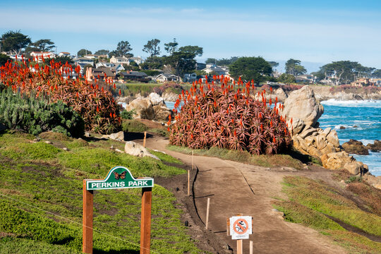 Beautiful orange conical flows of Candelabra Aloe (Aloe arborescens) grow on a bluff overlooking the Monterey Bay of central California at Perkins Park, near Lovers Point in Pacific Grove. 