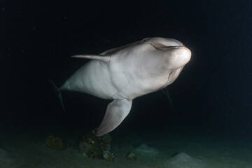 Dolphin swimming with divers in the Red Sea, Eilat Israel
