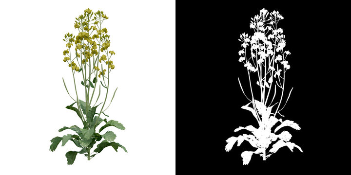 Front view of plant (Brassica Napus) png with alpha channel to cutout 3D rendering