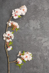 Flat lay banner with branch of cherry blossom flowers