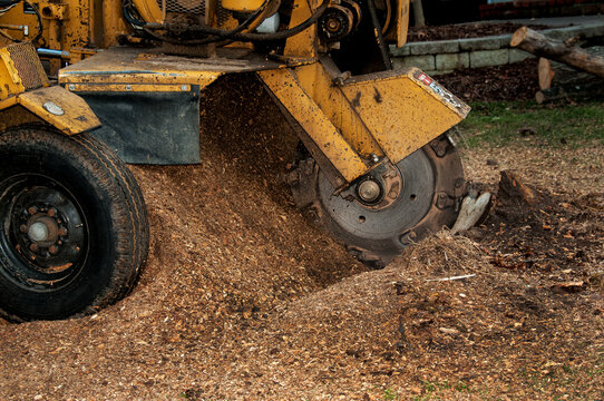 Tree stump grinding machine in operation. A stump grinder is used  to remove tree stumps from the ground following the removal of a tree trunk.