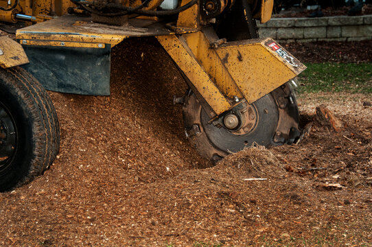 Tree stump grinding machine in operation. A stump grinder is used  to remove tree stumps from the ground following the removal of a tree trunk.