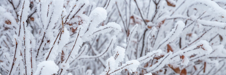 Snow and rime ice on the branches of bushes. Beautiful winter background with twigs covered with hoarfrost. Plants in the park are covered with hoar frost. Cold snowy weather. Cool frosting texture.