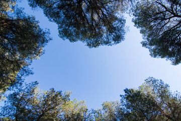 Obraz premium View of the blue sky between the treetops of a pine forest.