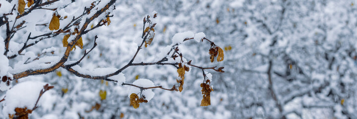 Snow on the branches of trees and bushes after a snowfall. Beautiful winter background with snow-covered trees. Plants in a winter forest park. Cold snowy weather. Cool texture of fresh snow. Panorama