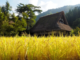 稲穂が実る秋の世界遺産白川郷の風景 © しょこまろん