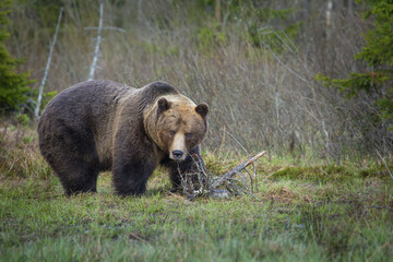 Wildlife very big brown bear (Ursus arctos) in green forest. Bear is dangerous animal.