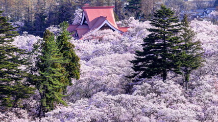 高遠城址の高遠小彼岸桜