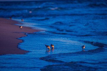 Birds at the Beach