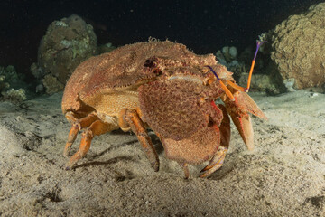 Lobsters in the Red Sea Colorful and beautiful, Eilat Israel

