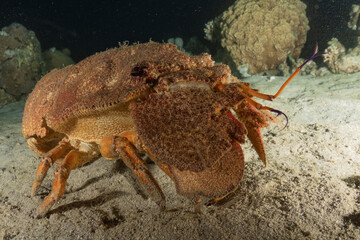 Lobsters in the Red Sea Colorful and beautiful, Eilat Israel
