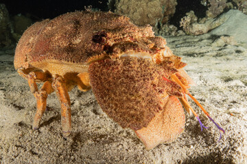 Lobsters in the Red Sea Colorful and beautiful, Eilat Israel

