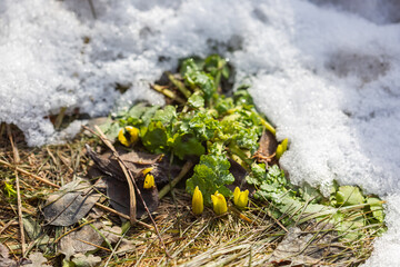 the first green sprouts of early spring flowers make their way to the sun