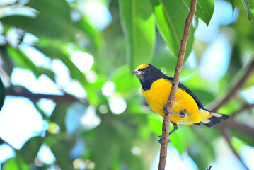 yellow and black bird