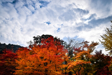 京都・蹴上げの秋の情景