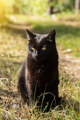 Naklejka na ściany i meble Beautiful bombay black cat portrait with yellow eyes sit in green grass in nature in spring summer garden in sunlight