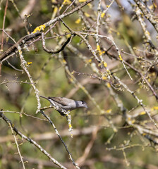 Male black cap bird on a branch
