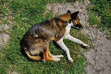 Street dog sits on the ground.The homeless dog lies on the dry leaves of last year.