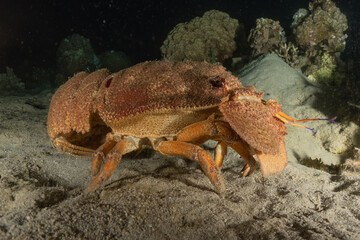 Lobsters in the Red Sea Colorful and beautiful, Eilat Israel

