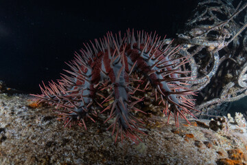 Coral reef and water plants in the Red Sea, Eilat Israel
