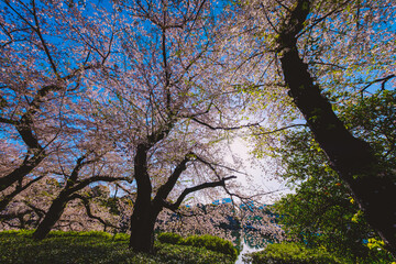 桜
Cherry blossoms