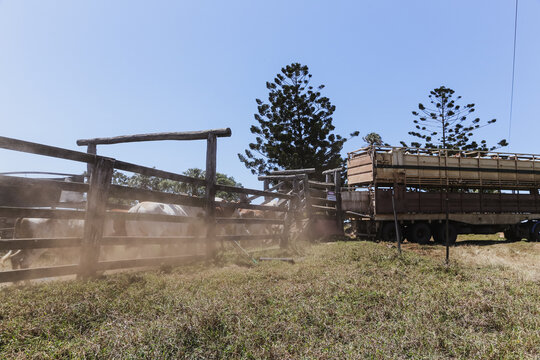 Cattle Transport In Rural Australia With A Semi Truck