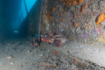 Lion fish in the Red Sea colorful fish, Eilat Israel
