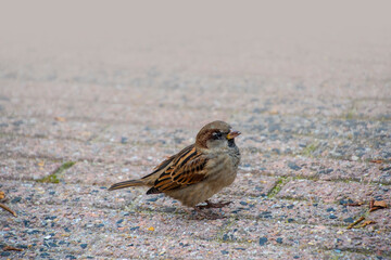 House sparrow on the street. Sparrows are accustomed to the urban environment