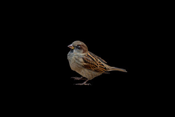 Eurasian Tree Sparrow, Passer montanus, isolated on black background